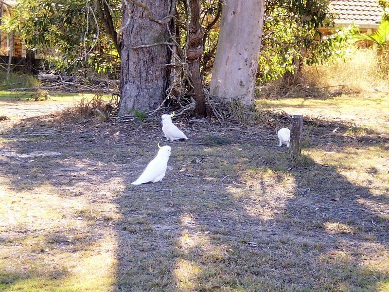 300 Backwater Road, Greenbank QLD 4124