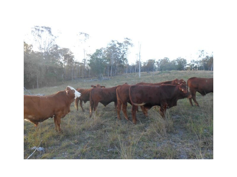 104 Kings Road, Apple Tree Creek QLD 4660