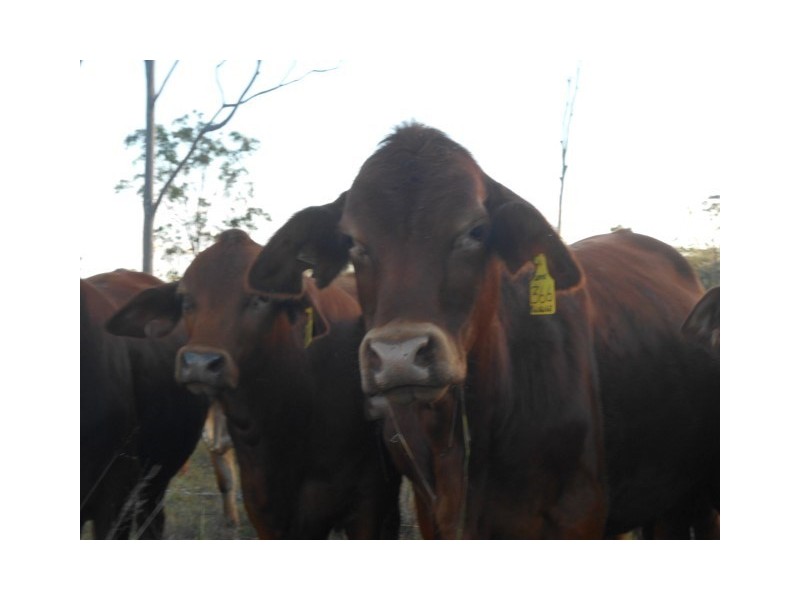 104 Kings Road, Apple Tree Creek QLD 4660