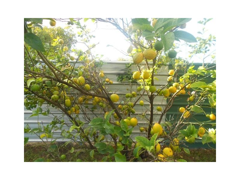 18 Hills Street, Bundaberg East QLD 4670