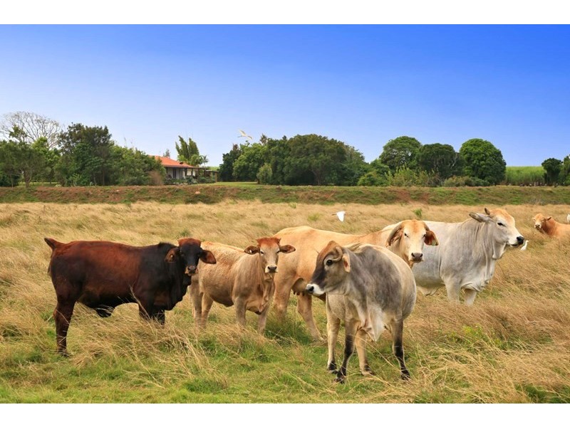 474 Lovers Walk, Woongarra QLD 4670