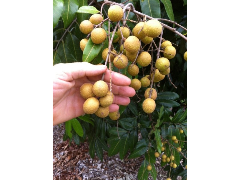 5 Willdora Drive, Elliott QLD 4670