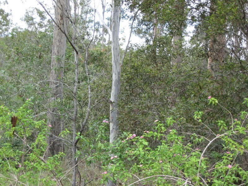 861 Duckpond Road, Moolboolaman QLD 4671