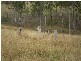 Mount Perry QLD 4671