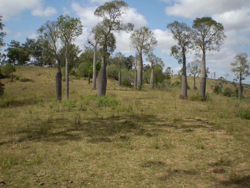 Coringa QLD 4621