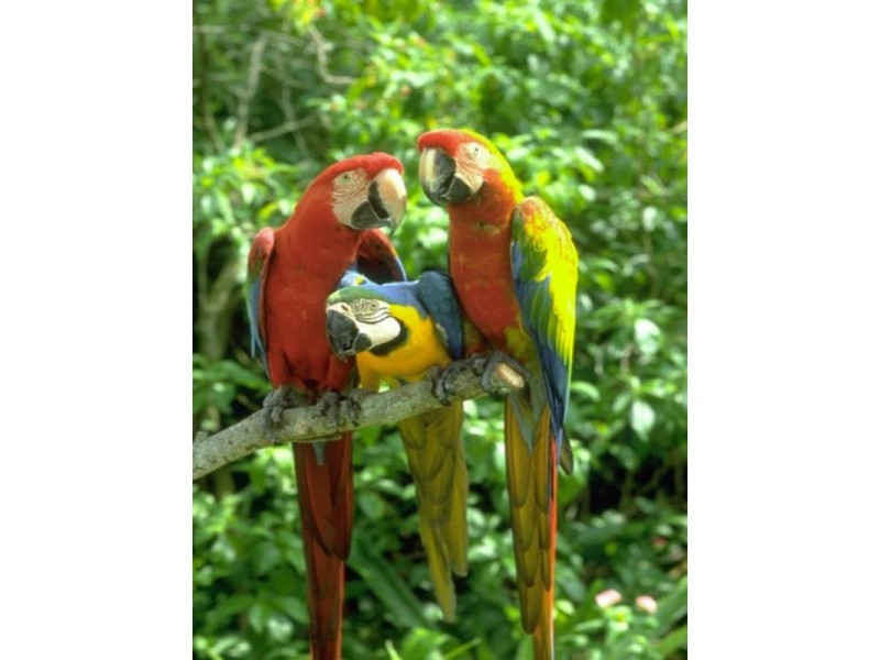 Apple Tree Creek QLD 4660