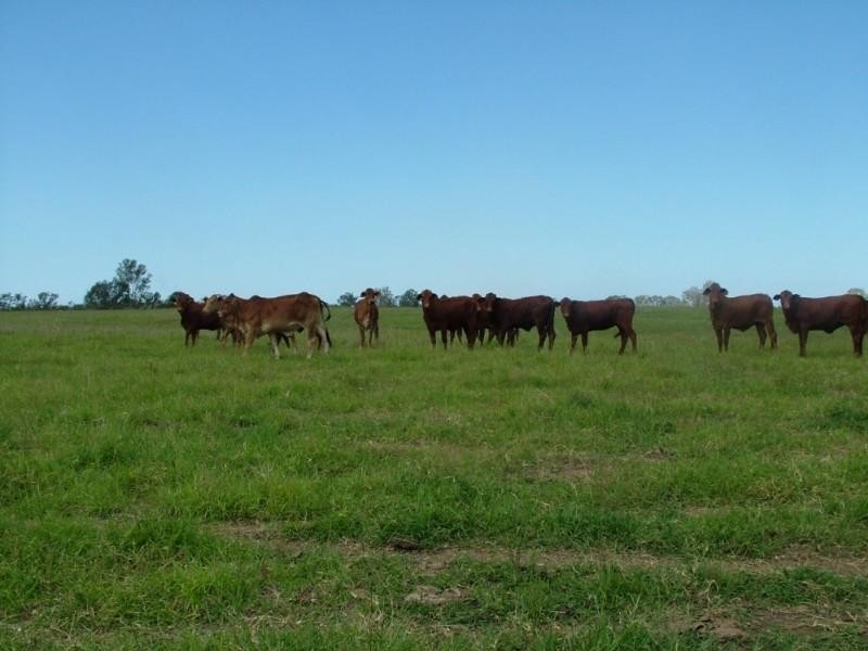 Lot 10 Pine Creek Road, Givelda QLD 4670