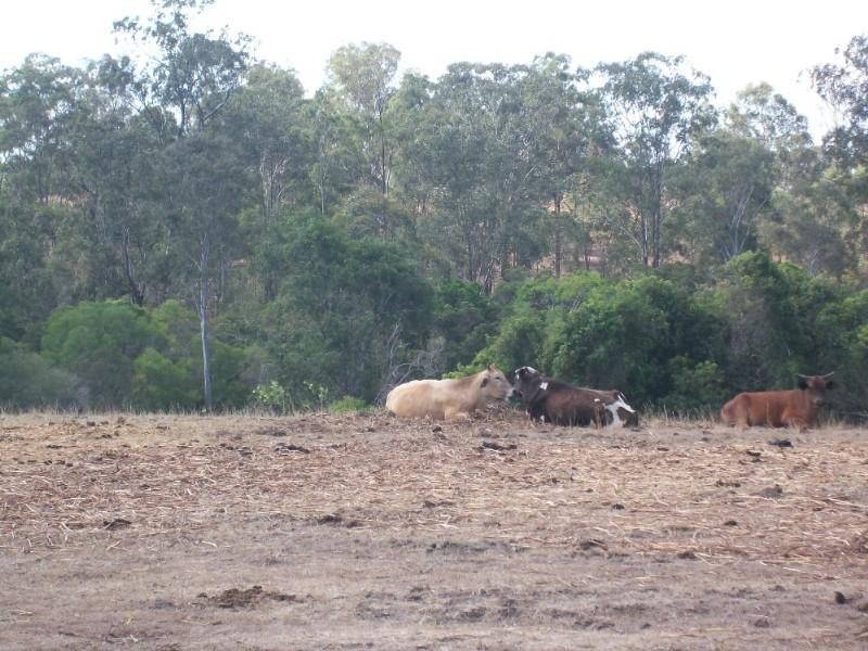 54 Svensons Road, Pine Creek QLD 4670