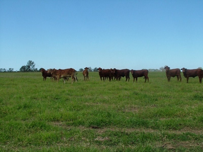 Lot 10 Pine Creek Road, Givelda QLD 4670