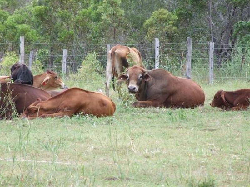 1143 Tableland Road, Mount Maria QLD 4674