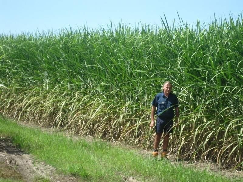 339 Garryowen Road, Farnsfield QLD 4660