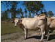 Bundaberg QLD 4670