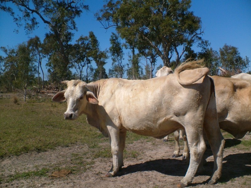 Bundaberg QLD 4670