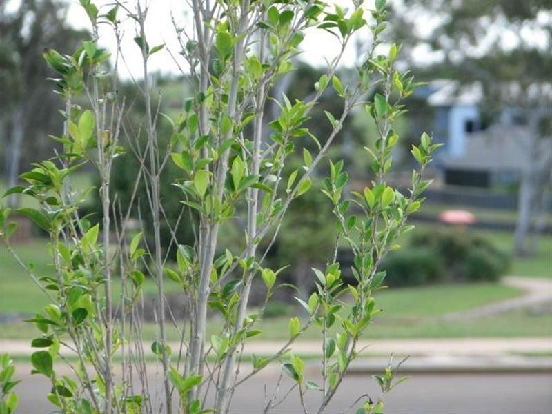 21 Belle Eden Drive, Ashfield QLD 4670