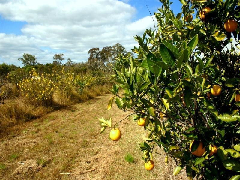 104 Buxton Road, Isis River QLD 4660