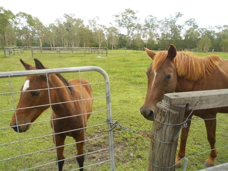 294 Raines Road, Sharon QLD 4670