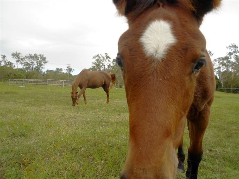 294 Raines Road, Sharon QLD 4670