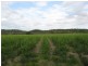 Bundaberg QLD 4670