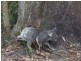 Tanglewood NSW 2488