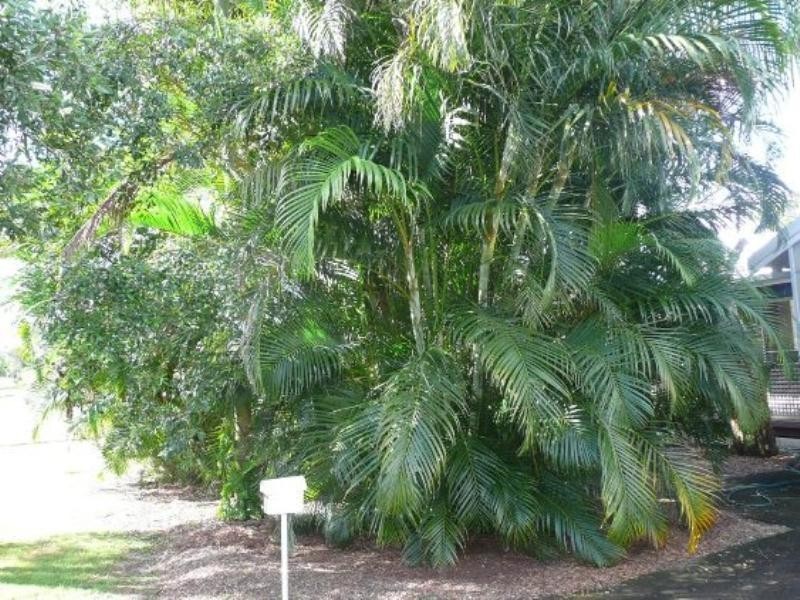 9 Kurrajong Avenue, Cabarita Beach NSW 2488