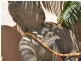 Casuarina NSW 2487