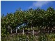 Murwillumbah NSW 2484