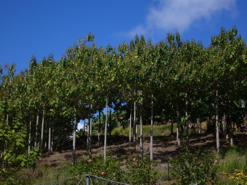 Murwillumbah NSW 2484