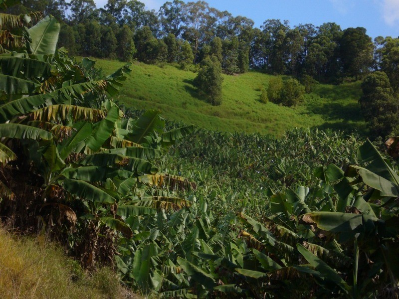 Murwillumbah NSW 2484