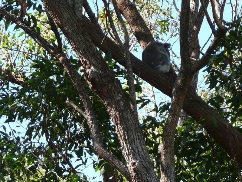 37 Tamarind Avenue, Cabarita Beach NSW 2488