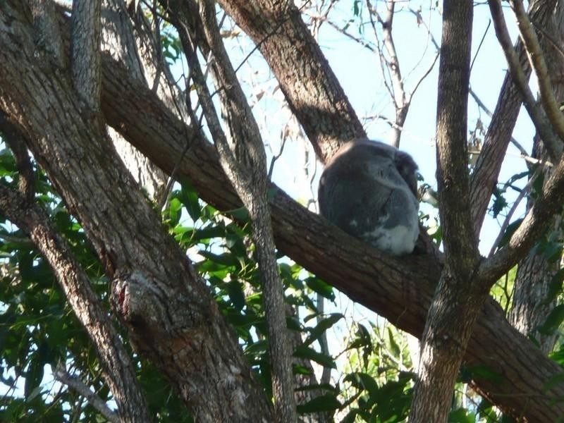 37 Tamarind Avenue, Cabarita Beach NSW 2488