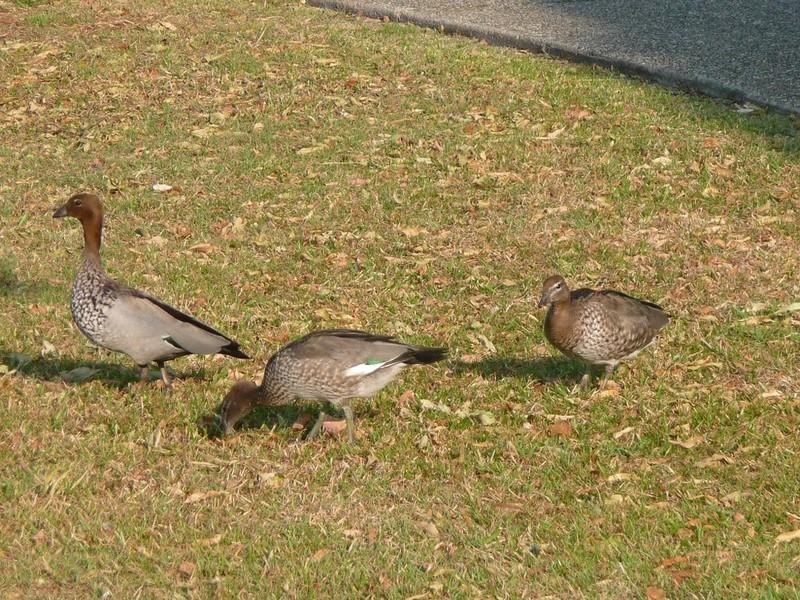 5 Korora Pkwy, Pottsville NSW 2489