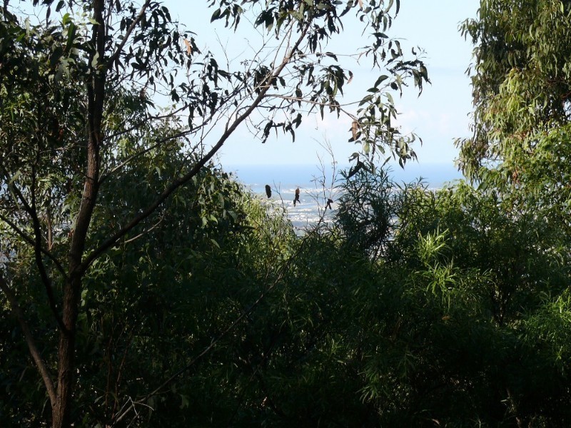 Wongawallan QLD 4210