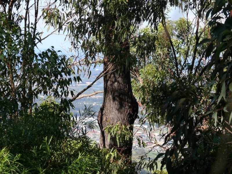 Wongawallan QLD 4210