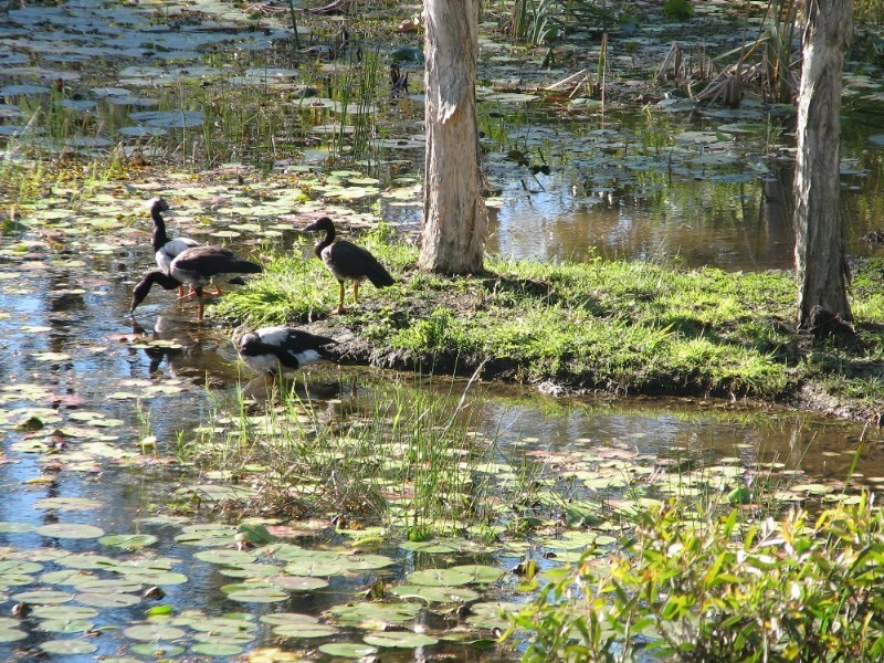 7 Crystal Springs Court, Maudsland QLD 4210