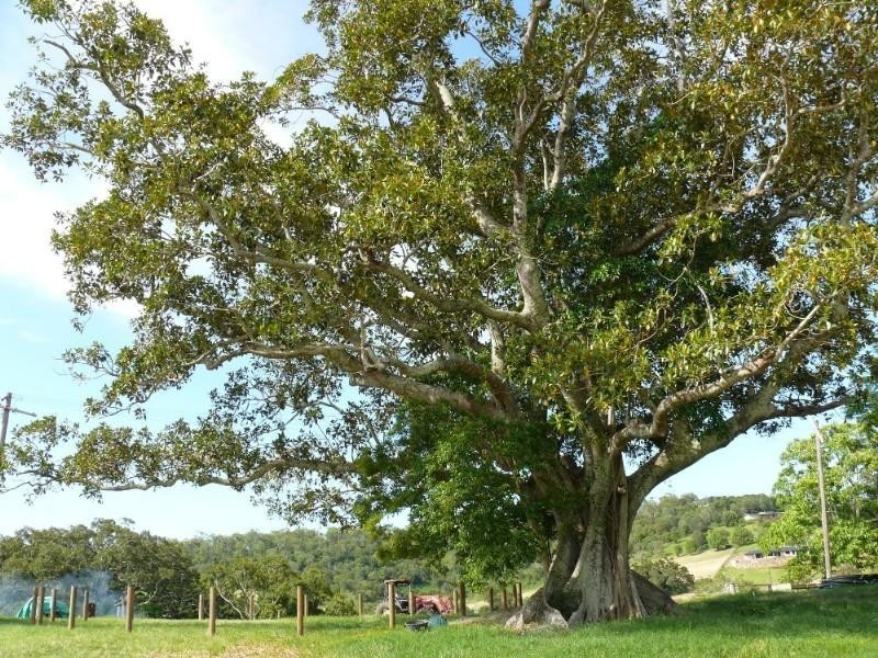 Willow Vale QLD 4209