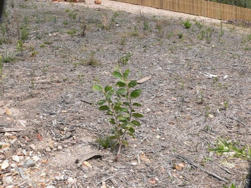 Upper Coomera QLD 4209