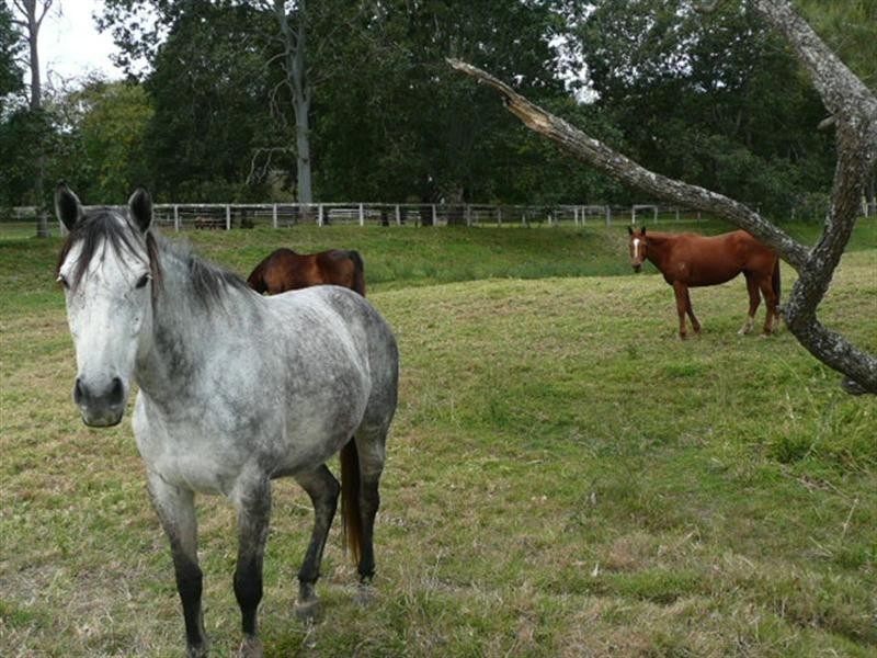 26 Braeside Crescent, Maudsland QLD 4210