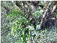 Lot 4 298 Dungay Creek Road * Dungay, Murwillumbah NSW 2484