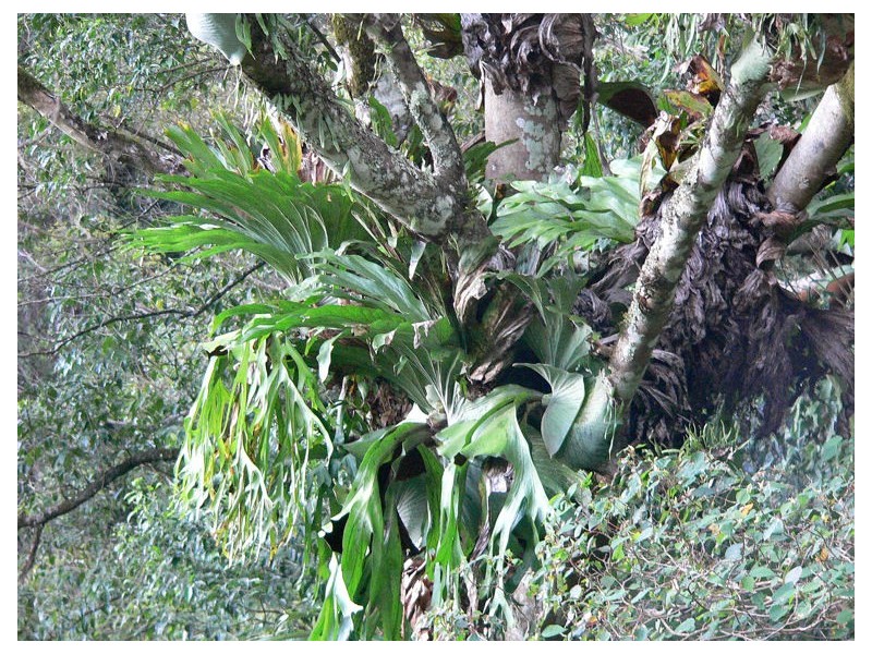 Lot 4 298 Dungay Creek Road * Dungay, Murwillumbah NSW 2484