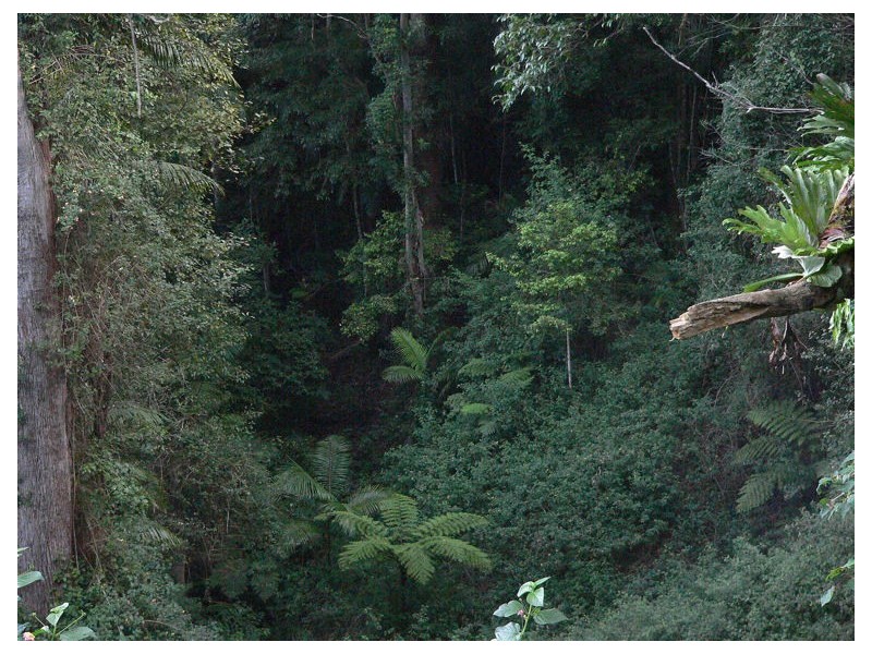 Lot 4 298 Dungay Creek Road * Dungay, Murwillumbah NSW 2484
