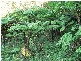 Lot 4 298 Dungay Creek Road * Dungay, Murwillumbah NSW 2484