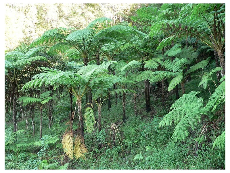 Lot 4 298 Dungay Creek Road * Dungay, Murwillumbah NSW 2484