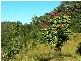 Lot 4 298 Dungay Creek Road * Dungay, Murwillumbah NSW 2484
