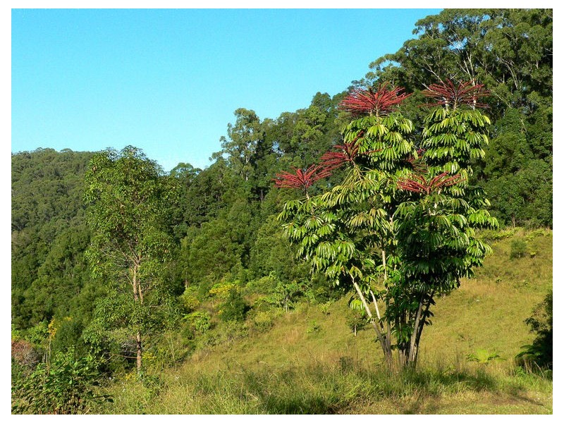 Lot 4 298 Dungay Creek Road * Dungay, Murwillumbah NSW 2484