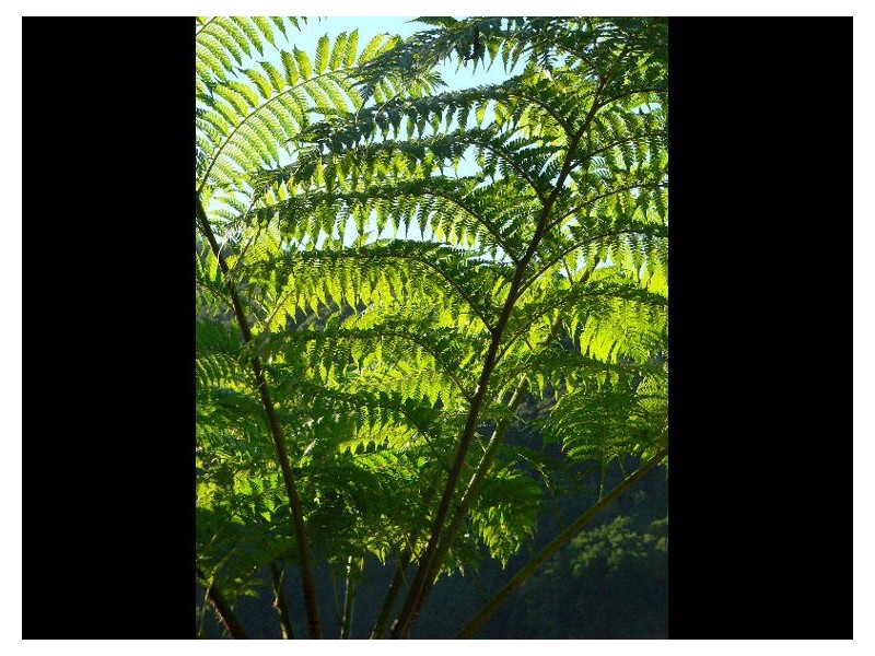 Lot 4 298 Dungay Creek Road * Dungay, Murwillumbah NSW 2484