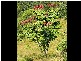 Lot 4 298 Dungay Creek Road * Dungay, Murwillumbah NSW 2484