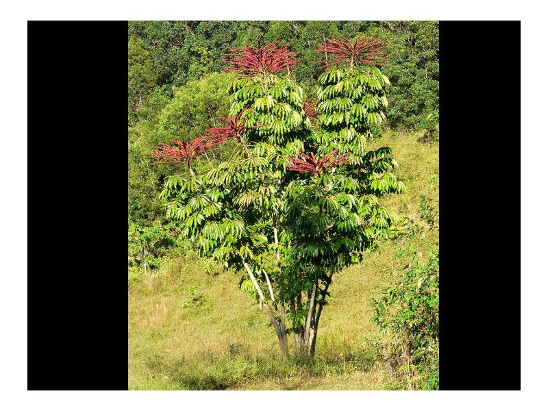 Lot 4 298 Dungay Creek Road * Dungay, Murwillumbah NSW 2484