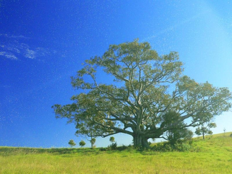 22 Sunnycrest Drive, Terranora NSW 2486