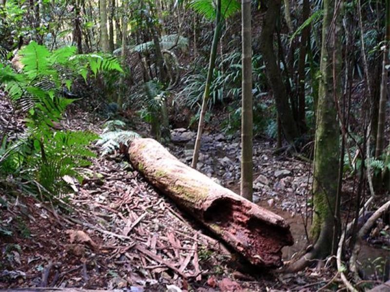 Lot 2/298 Dungay Creek Road, Murwillumbah NSW 2484