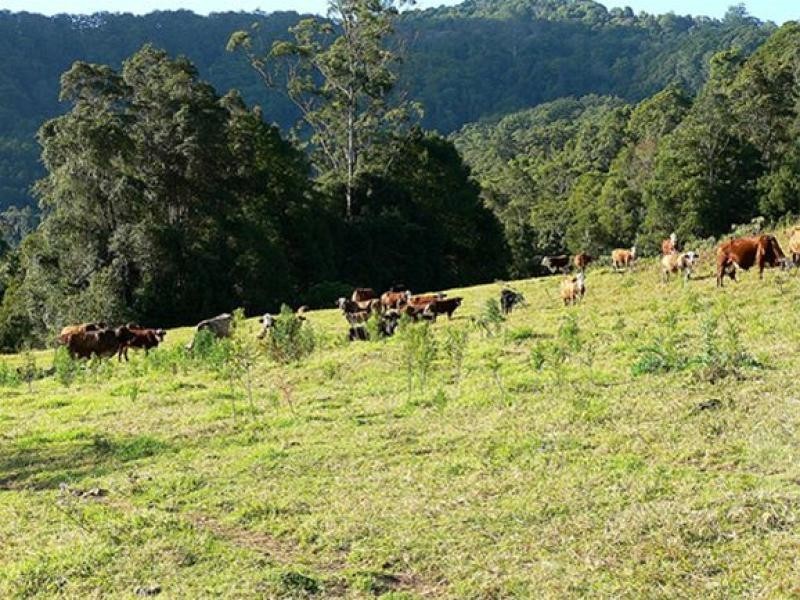 Lot 1/298 Dungay Creek Road, Murwillumbah NSW 2484